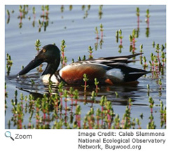 Northern Shoveler