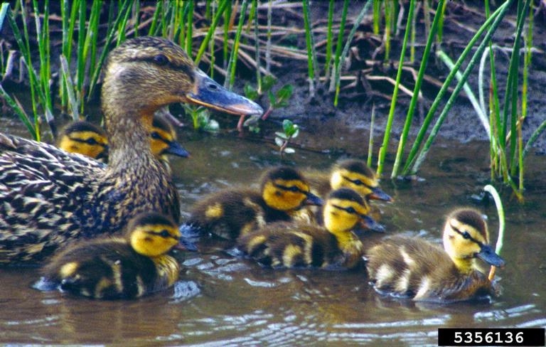 Northern Shoveler Duck Diets To Lower