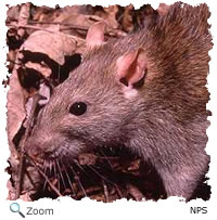 norway rat