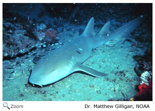 Nurse  Shark 