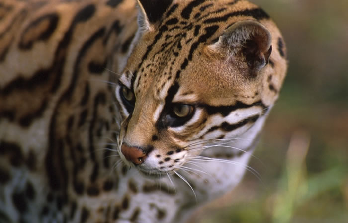 Ocelot - Leopardus pardalis | Wildlife Journal Junior
