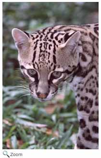 ocelot