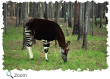 okapi