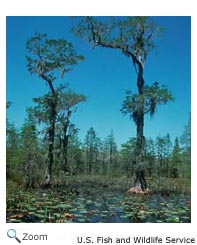 Okefenokee Swamp