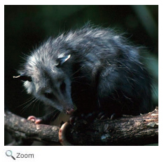 Opossum
