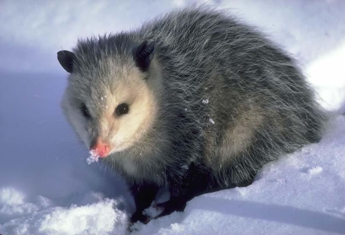 opossum3.jpg