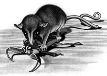 opossum