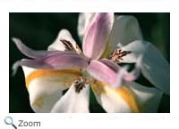 Orchid