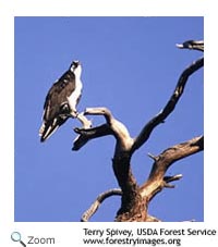 osprey
