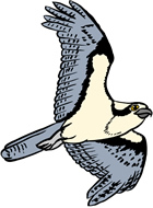 osprey