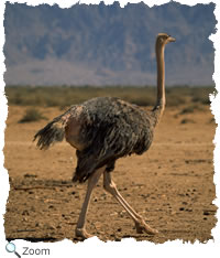 ostrich