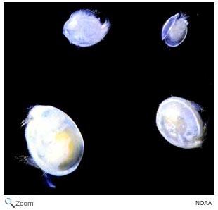 Ostracod