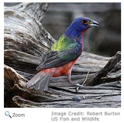 Painted Bunting