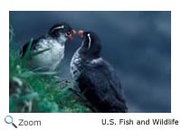 Parakeet Auklet