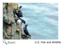 Parakeet Auklet