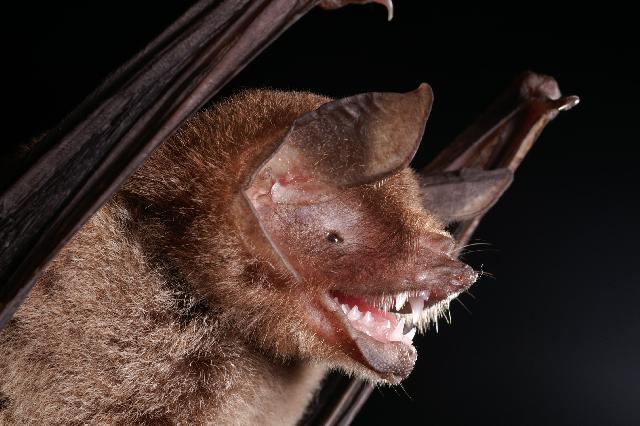 Mormoopidae - ghost-faced bats, moustached bats | Wildlife Journal Junior