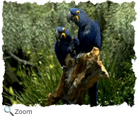 parrots