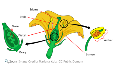 parts of a flower