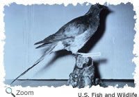 passenger pigeon