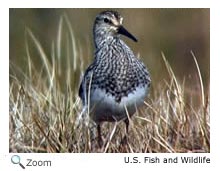 Pectoral Sandpiper