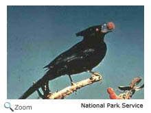 Phainopepla