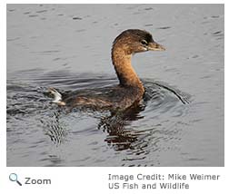 Pied-billed Grebe