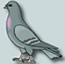 bird