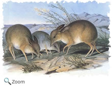 pig-footed bandicoot