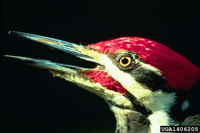 Pileated Woodpecker - Dryocopus pileatus | Wildlife Journal Junior