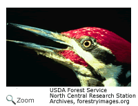 Pileated Woodpecker