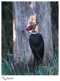 Pileated Woodpecker