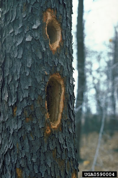 Pileated Woodpecker - Dryocopus pileatus | Wildlife Journal Junior