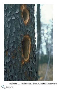 Pileated Woodpecker