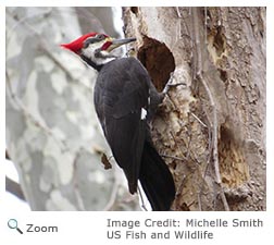 Pileated Woodpecker