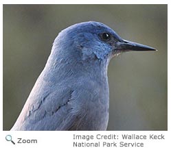 Pinyon Jay