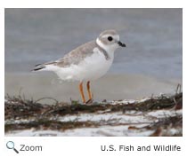 Piping Plover
