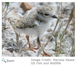 Piping Plover