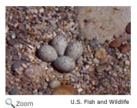Piping Plover