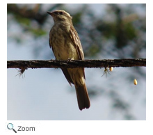 Piratic Flycatcher