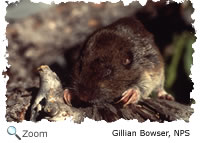 pocket gopher
