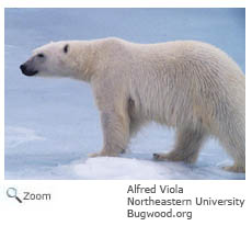 Polar Bear