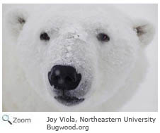 Polar Bear