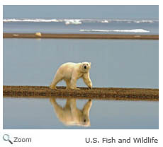 Polar Bear