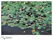 Pond