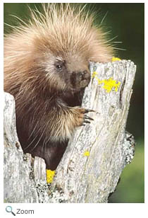 Porcupine