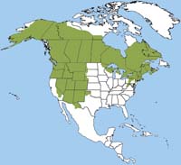 Image result for porcupine range in north america