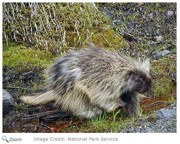 How do porcupines mate?