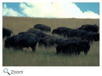 Bison on the prairie