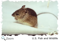 prebles meadow jumping mouse