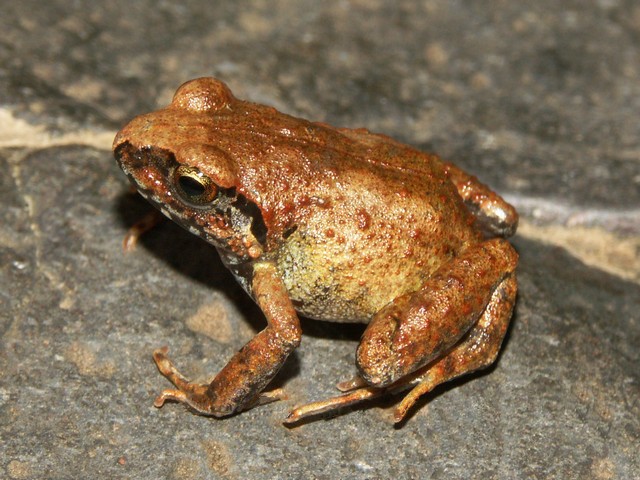 frog